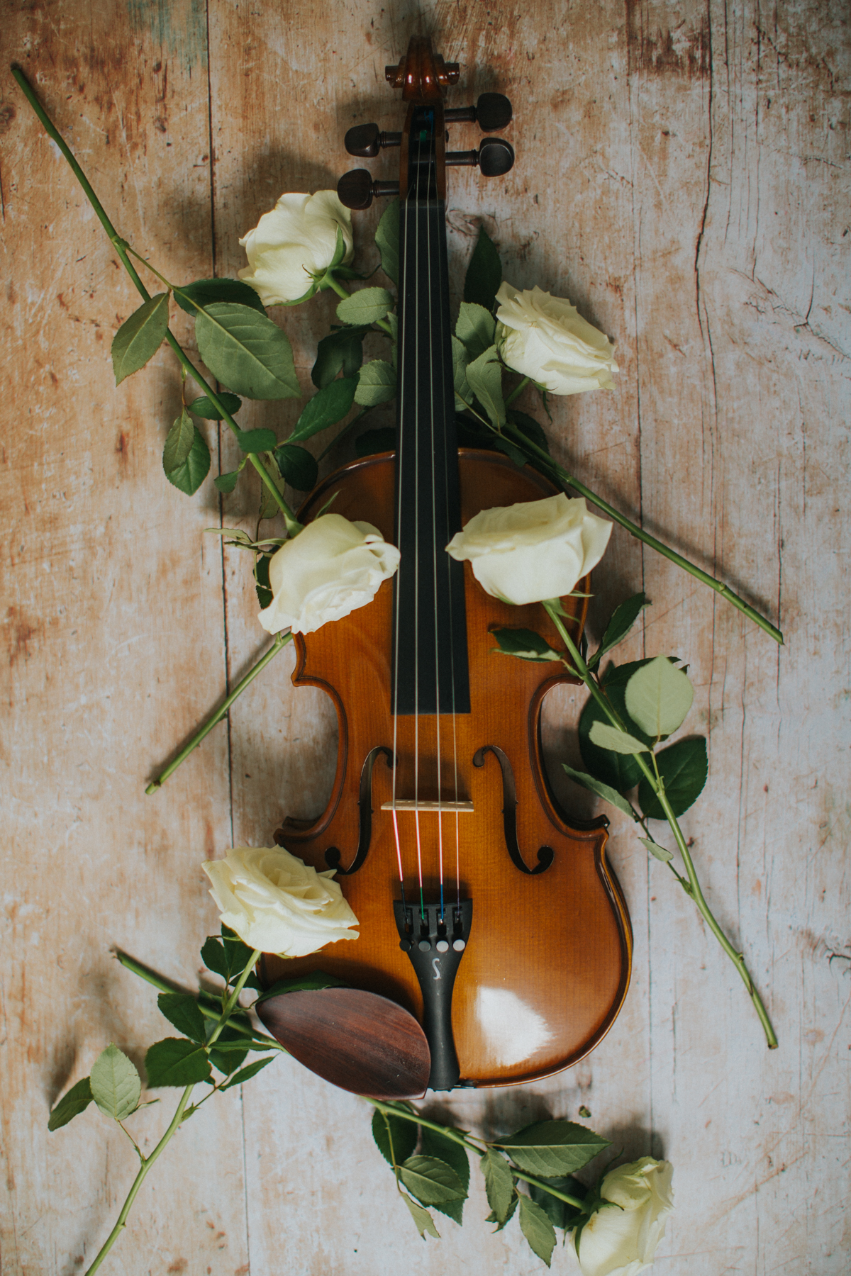 roses on a violin