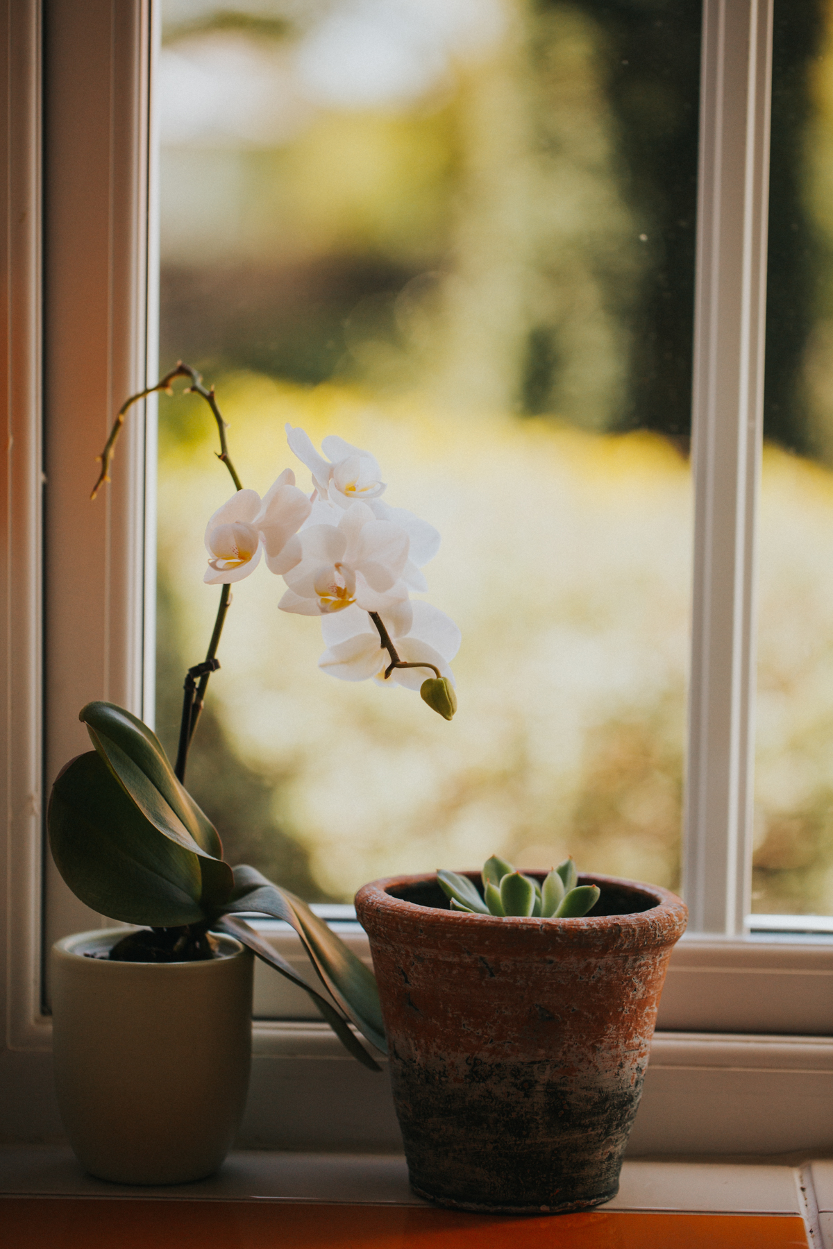 orchid in a windowsill