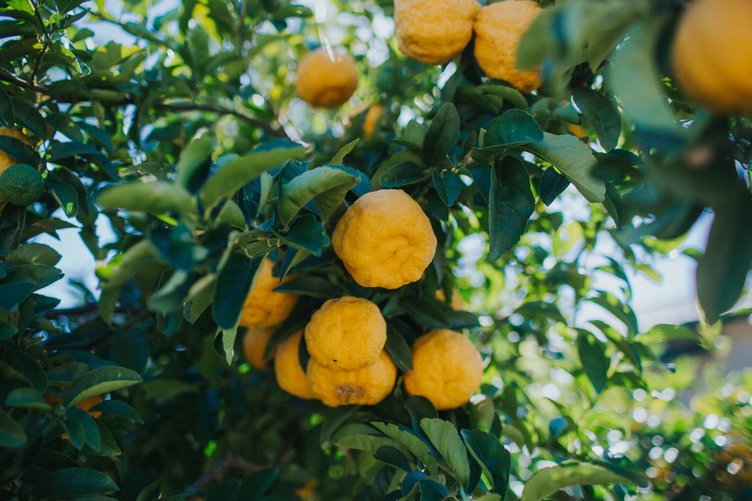 lemon tree