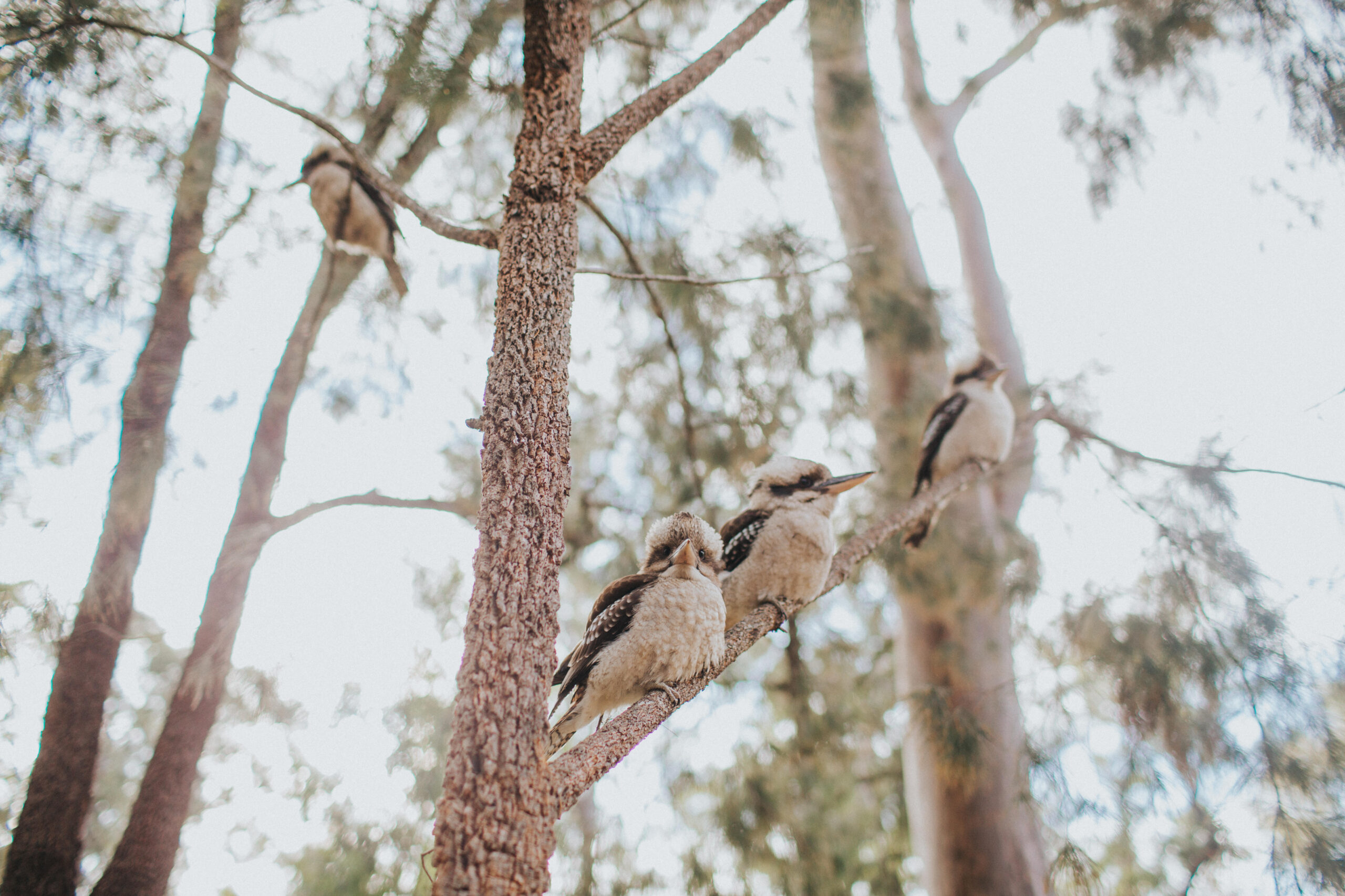 kookaburras