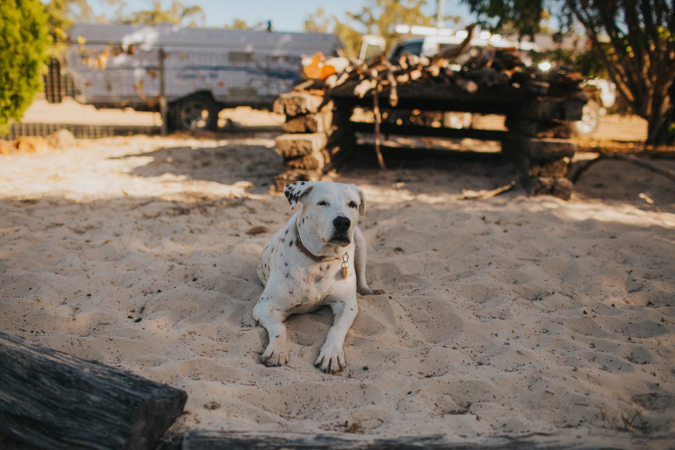 dog in sand