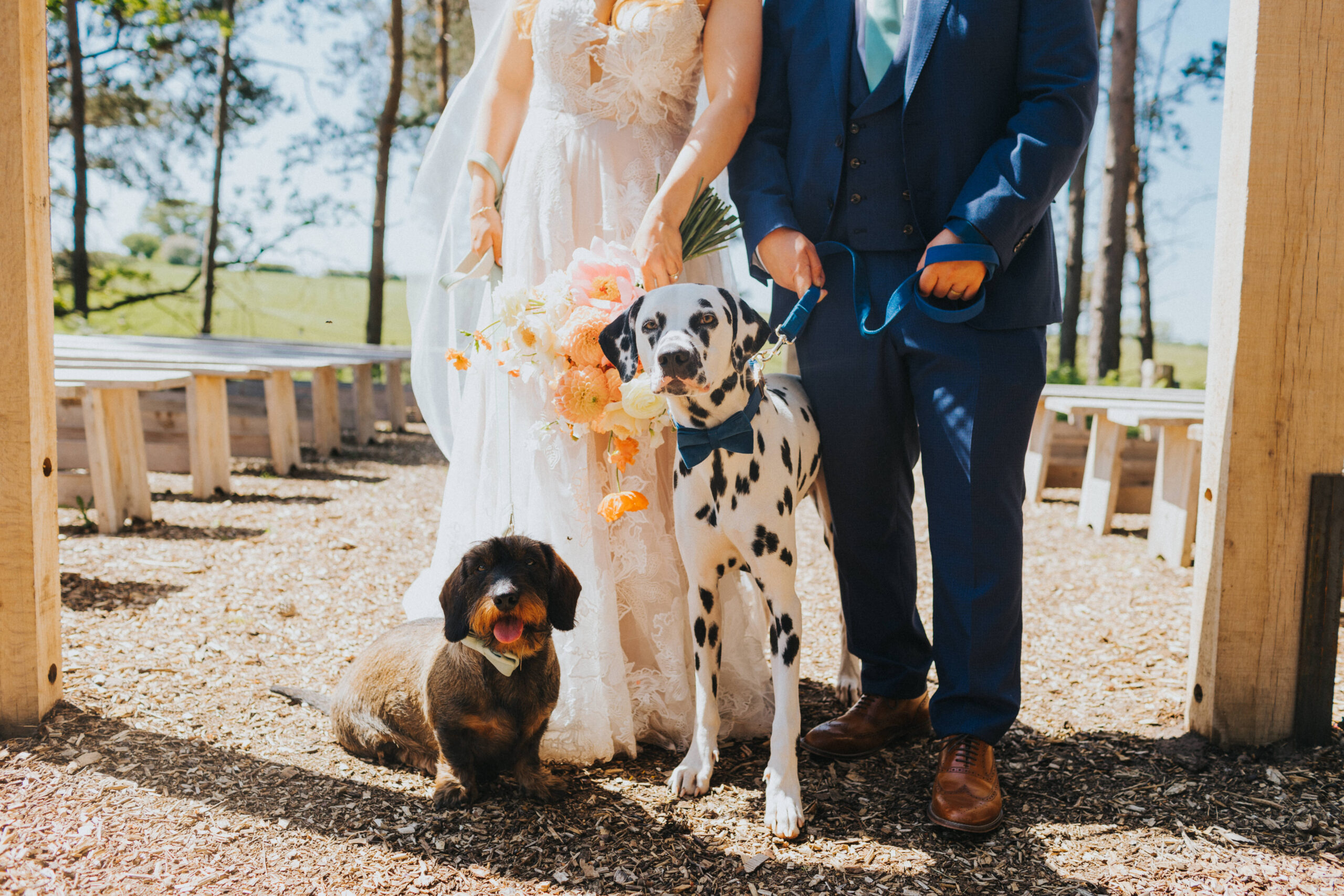 Dalmatian and terrier at wedding