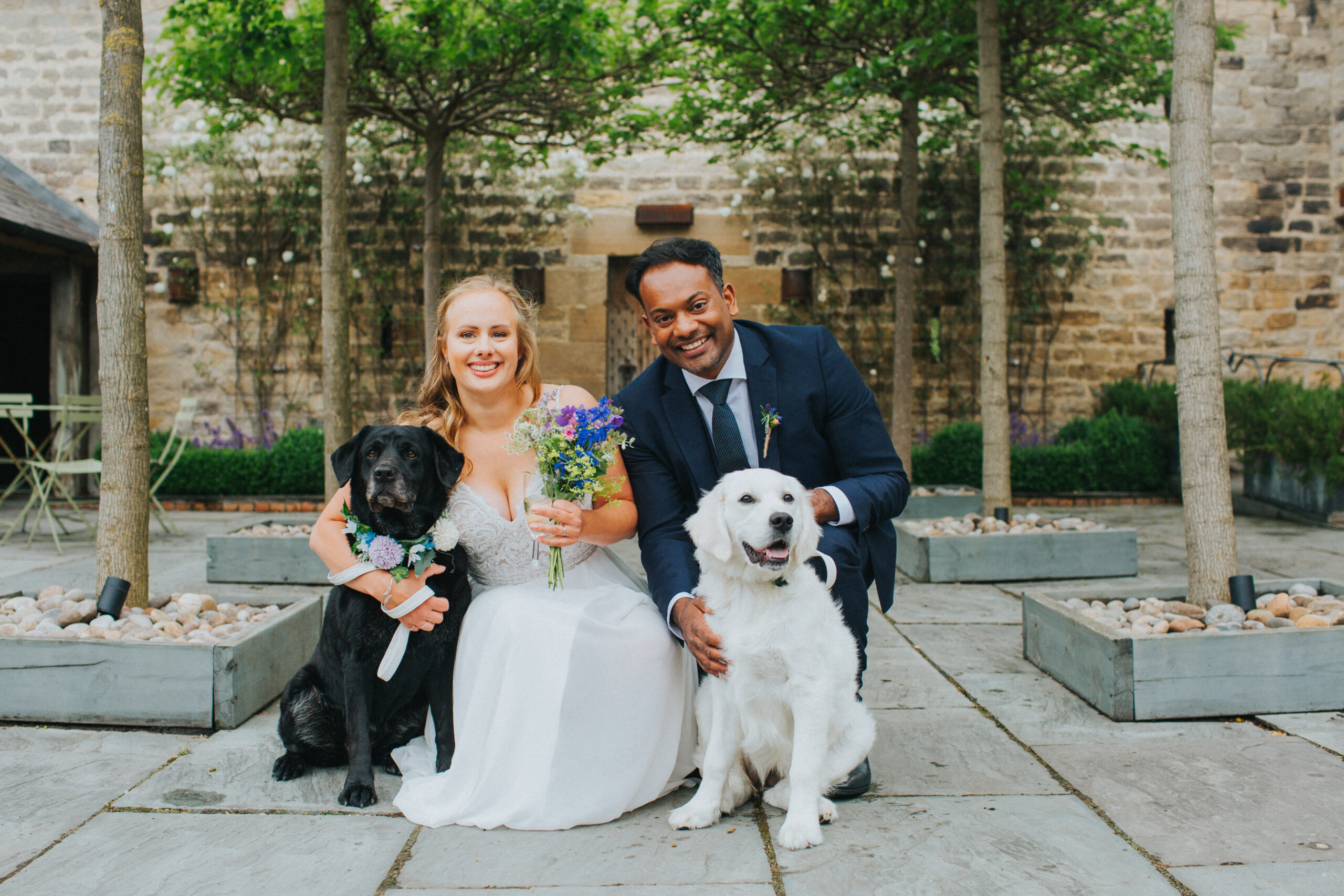 labradors with newlyweds