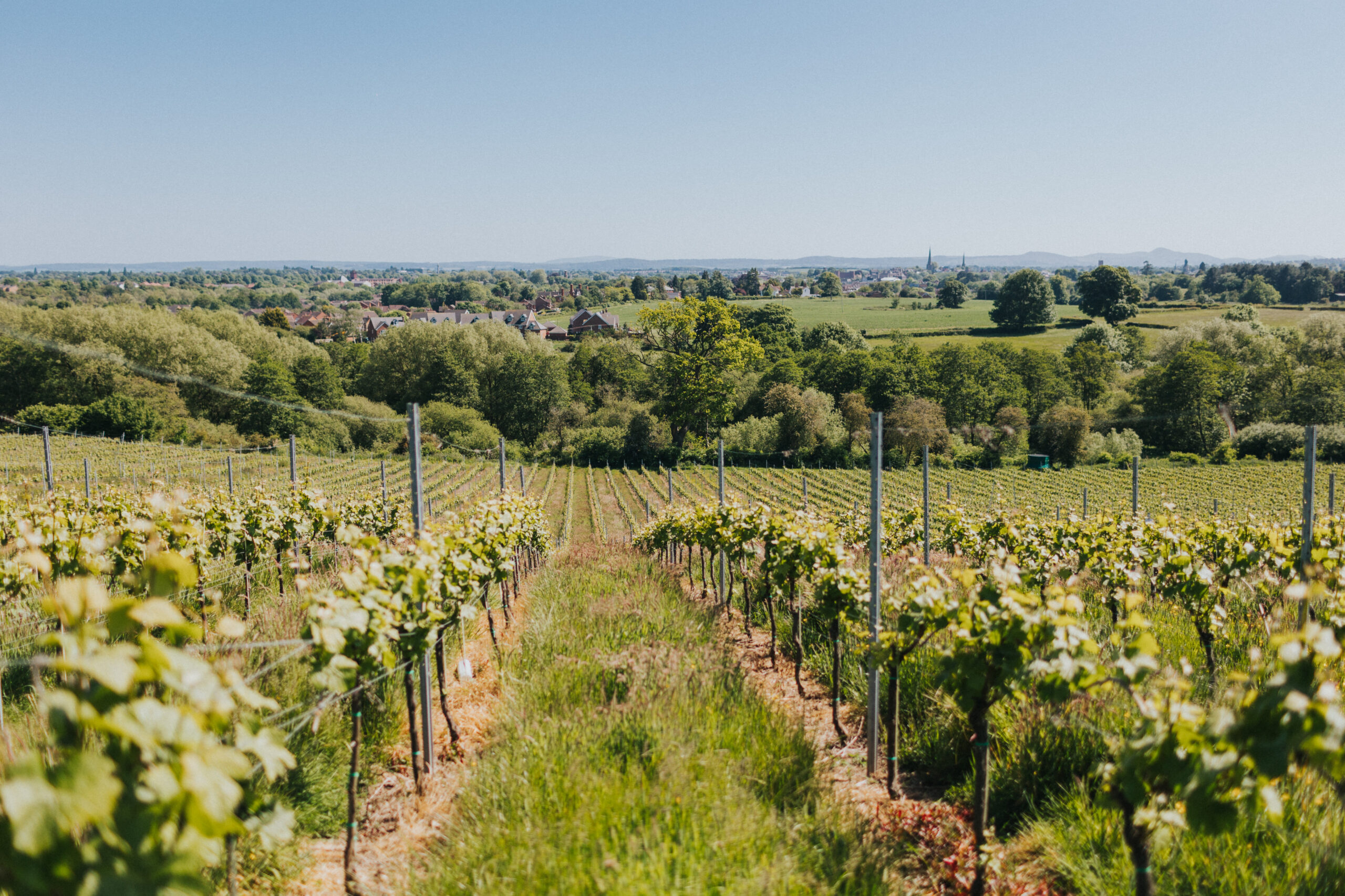 vineyard at Hencote