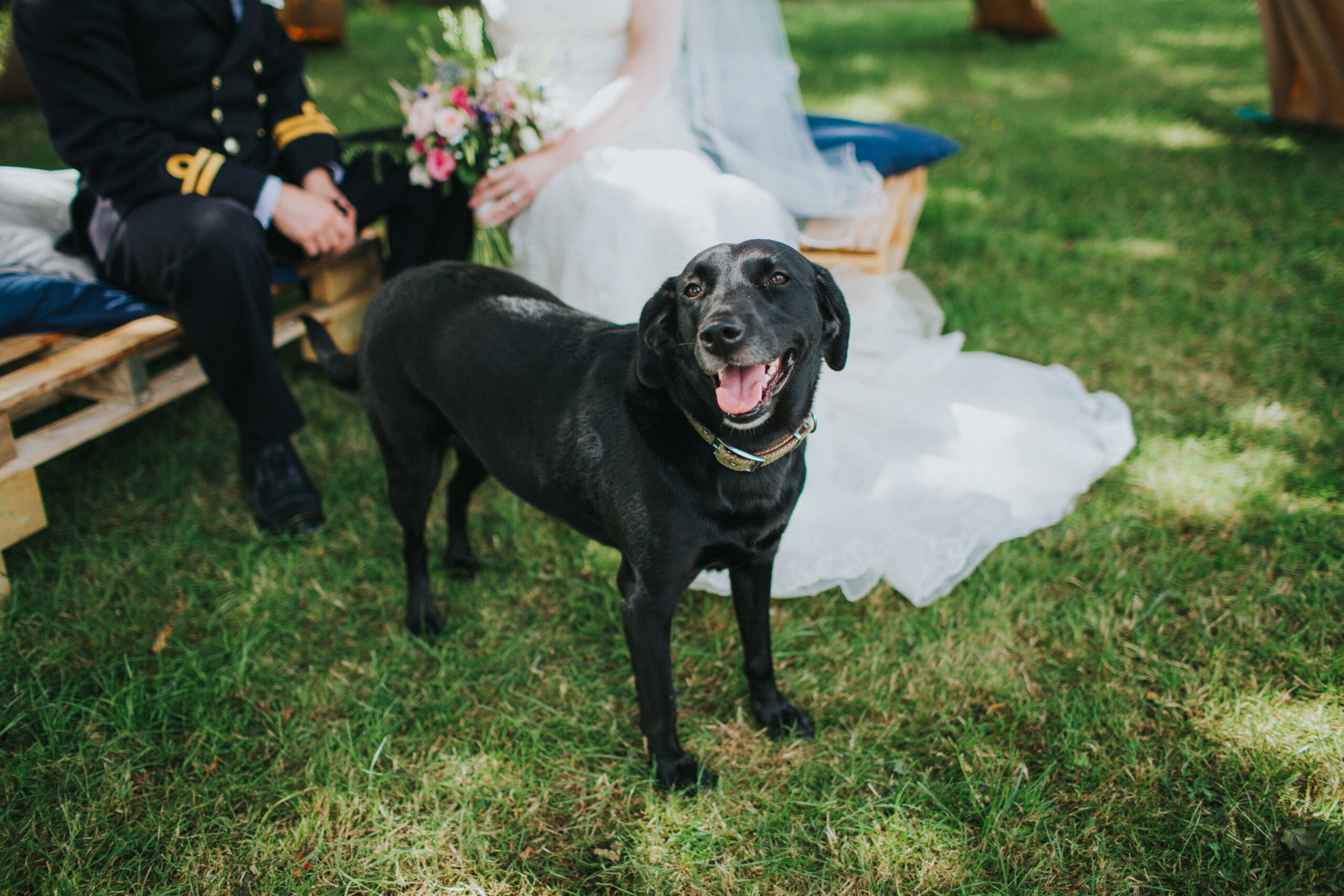 Bella, the black Labrador, posing with the couple