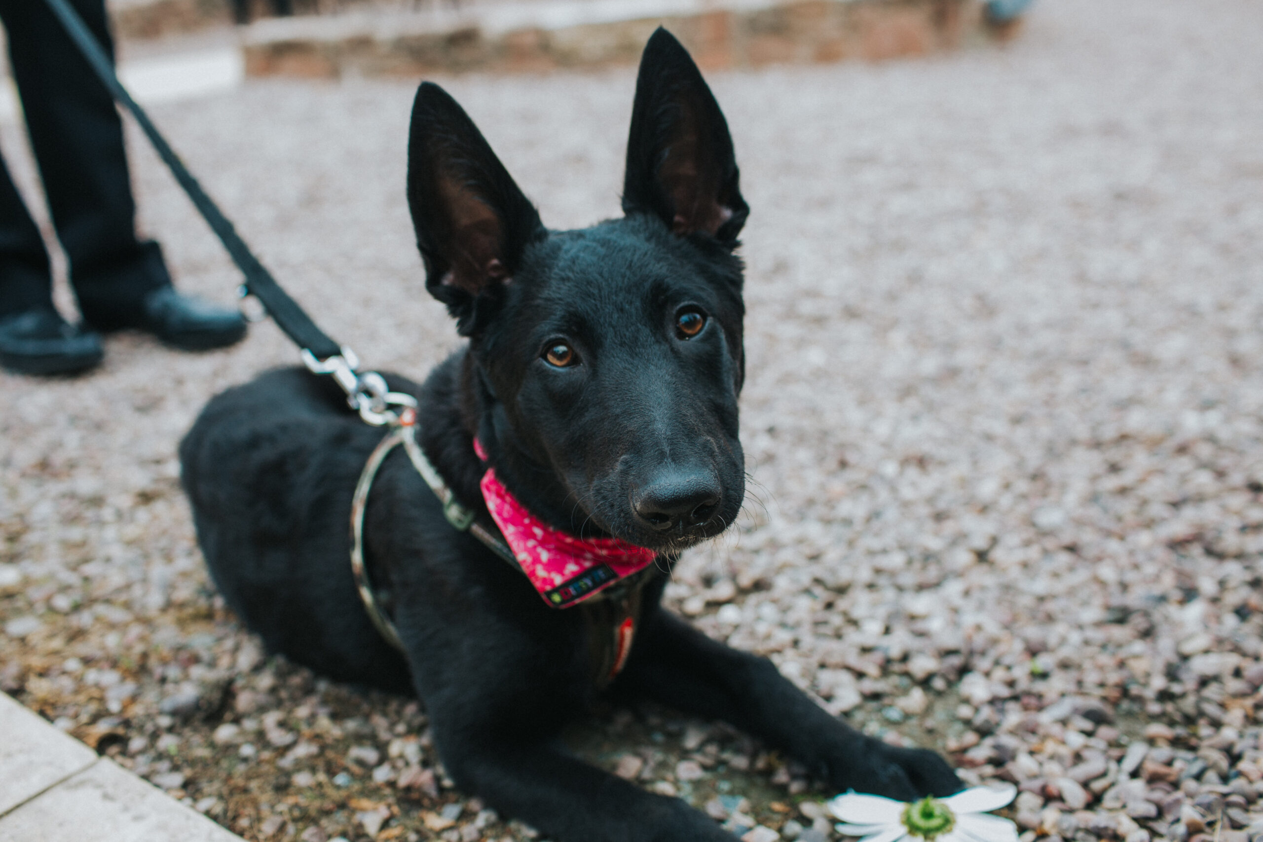 dog wedding guest