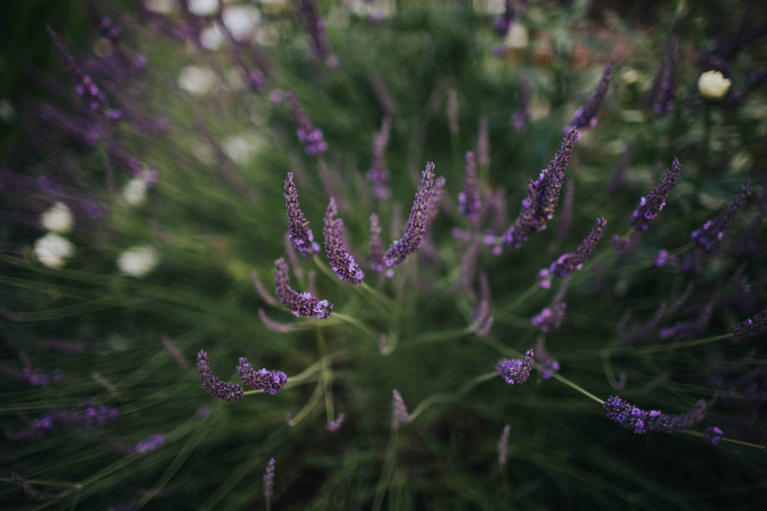 lavender