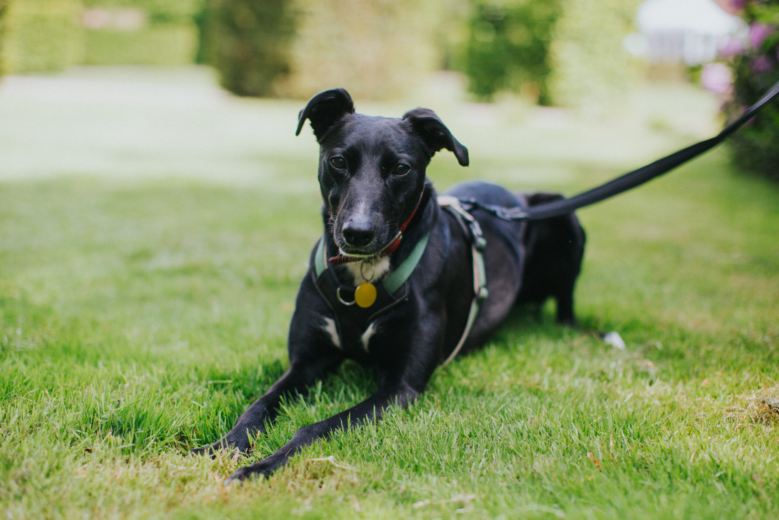 dog portrait